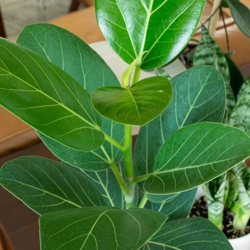 Ficus Audrey 7g - thumbnail 2
