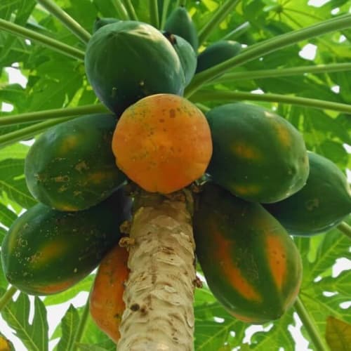Papaya (Cây đu đủ)