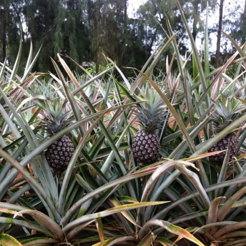 White Pineapple 3g - thumbnail 2