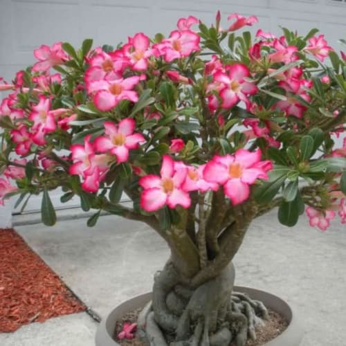 Adenium 7g - thumbnail 2