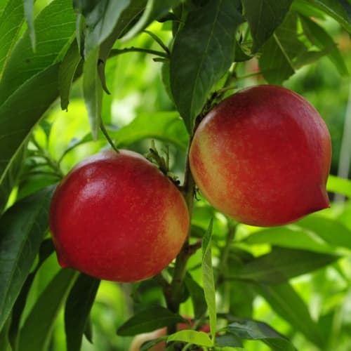 Nectarine - thumbnail 2