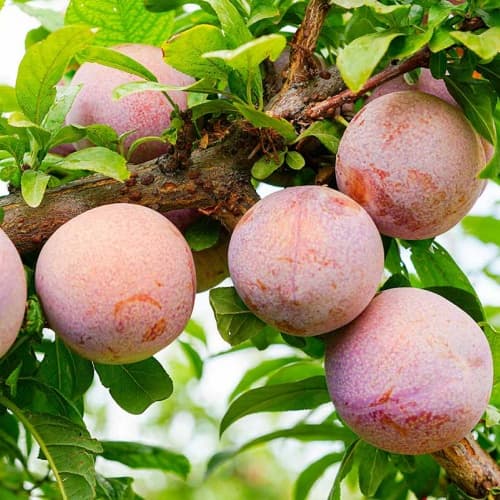 Pluot - thumbnail 2