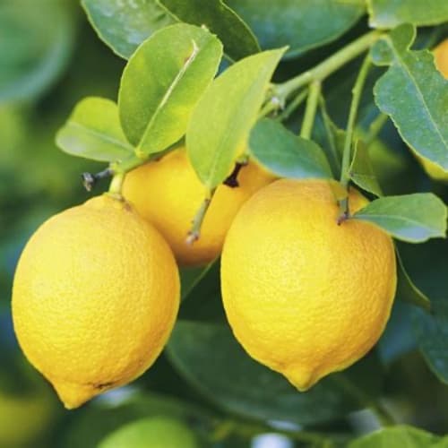 Citrus: Lemon