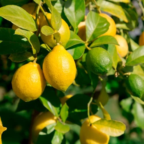 Citrus: Lemon - thumbnail 2