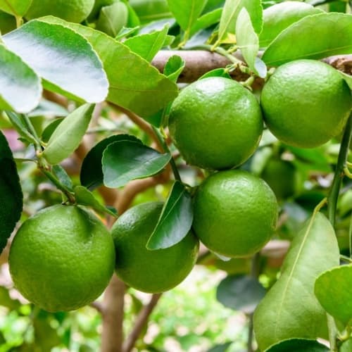 Citrus: Lime - thumbnail 2