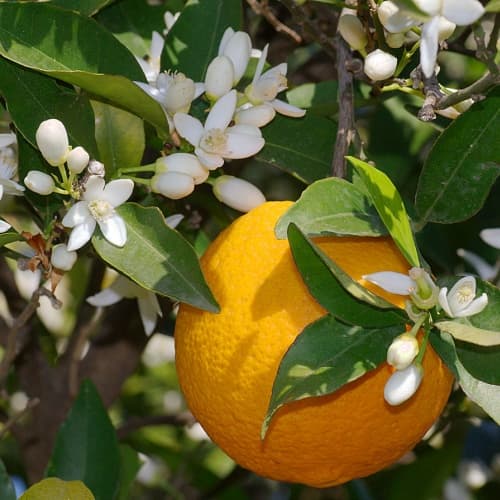 Citrus: Orange - thumbnail 2