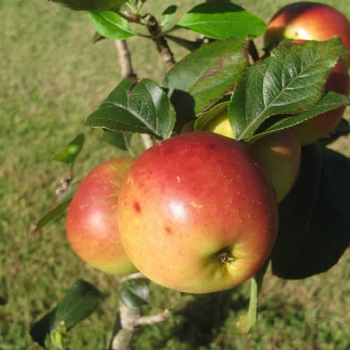 Apple Einshemer 7g