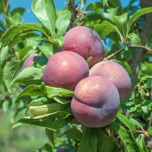 Plum Mariposa 7g