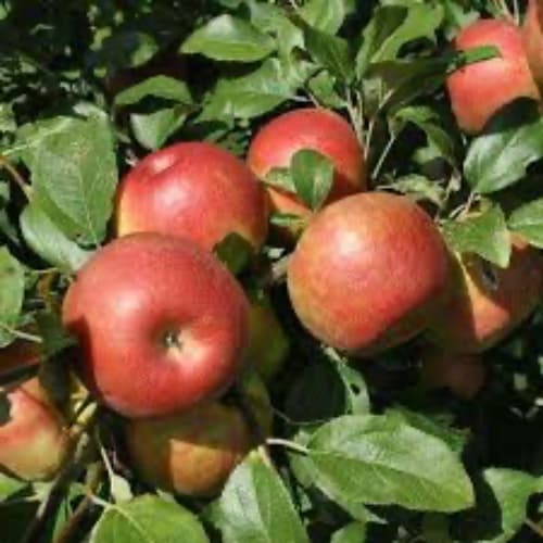 Apple Einshemer 7g - thumbnail 2