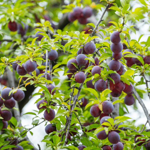 Plum Santa Rosa 7g - thumbnail 2