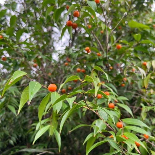 Guavaberry - thumbnail 2