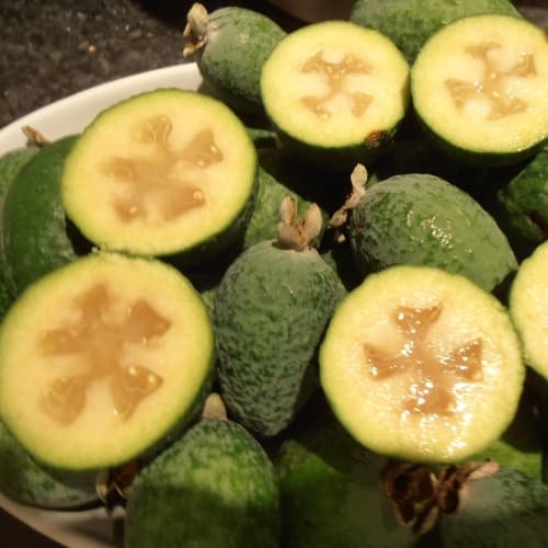 Guava (Cây ổi) - thumbnail 5