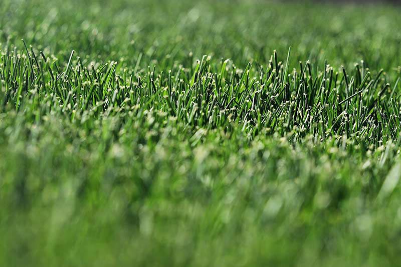 Colorado Blue™ Sod Bluegrass - thumbnail 10