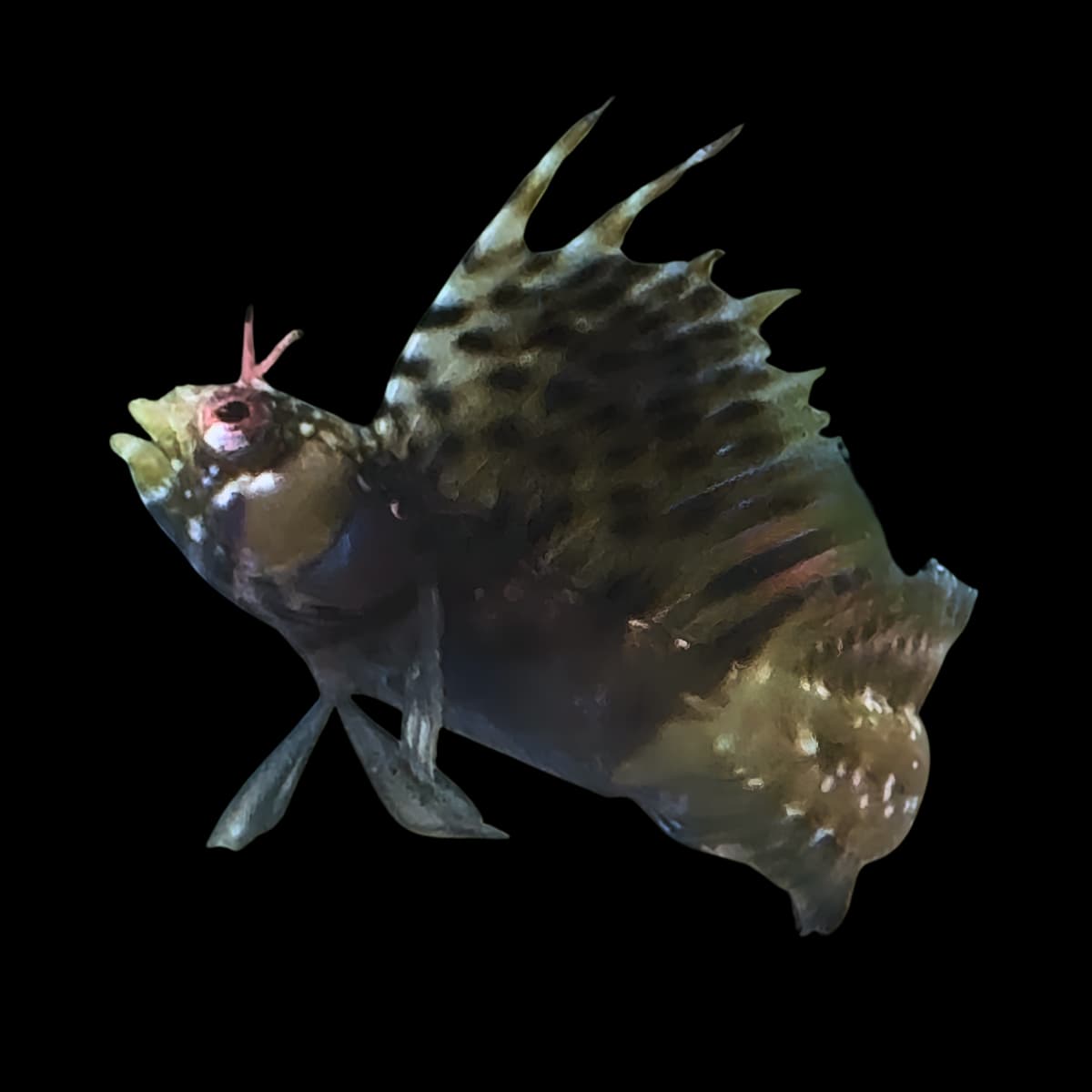 Gulf Signal Blenny Male (Expert Only)