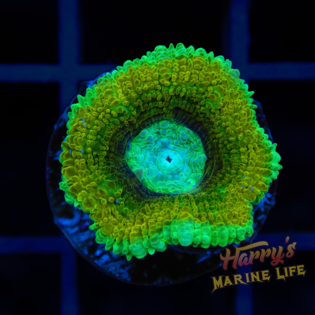 ACAN 464