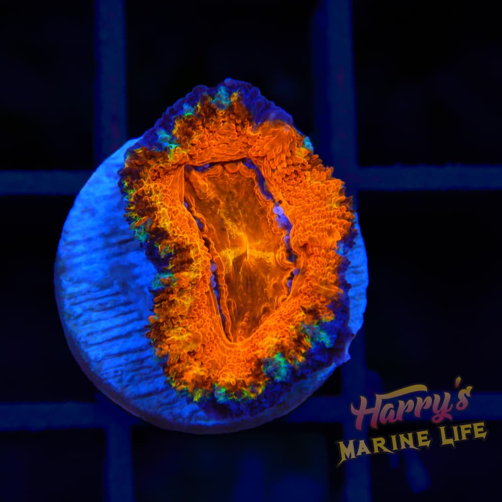 ACAN 252