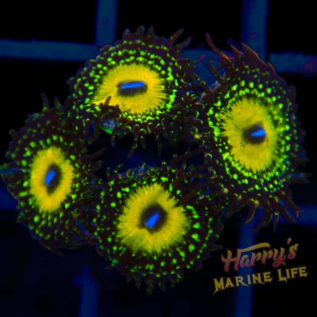 ZOA 461