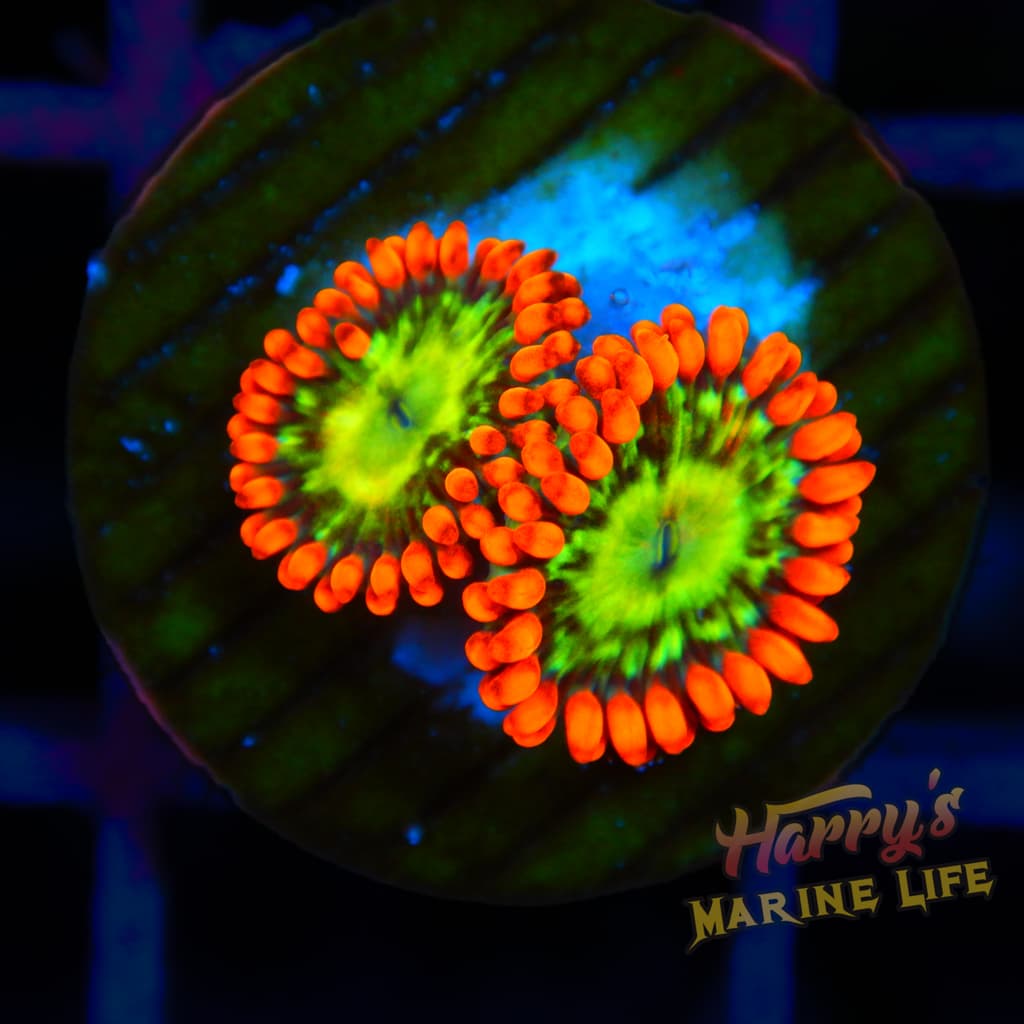 ZOA 148