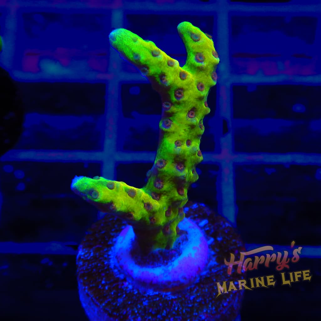 Golden Rod Anacropora 563