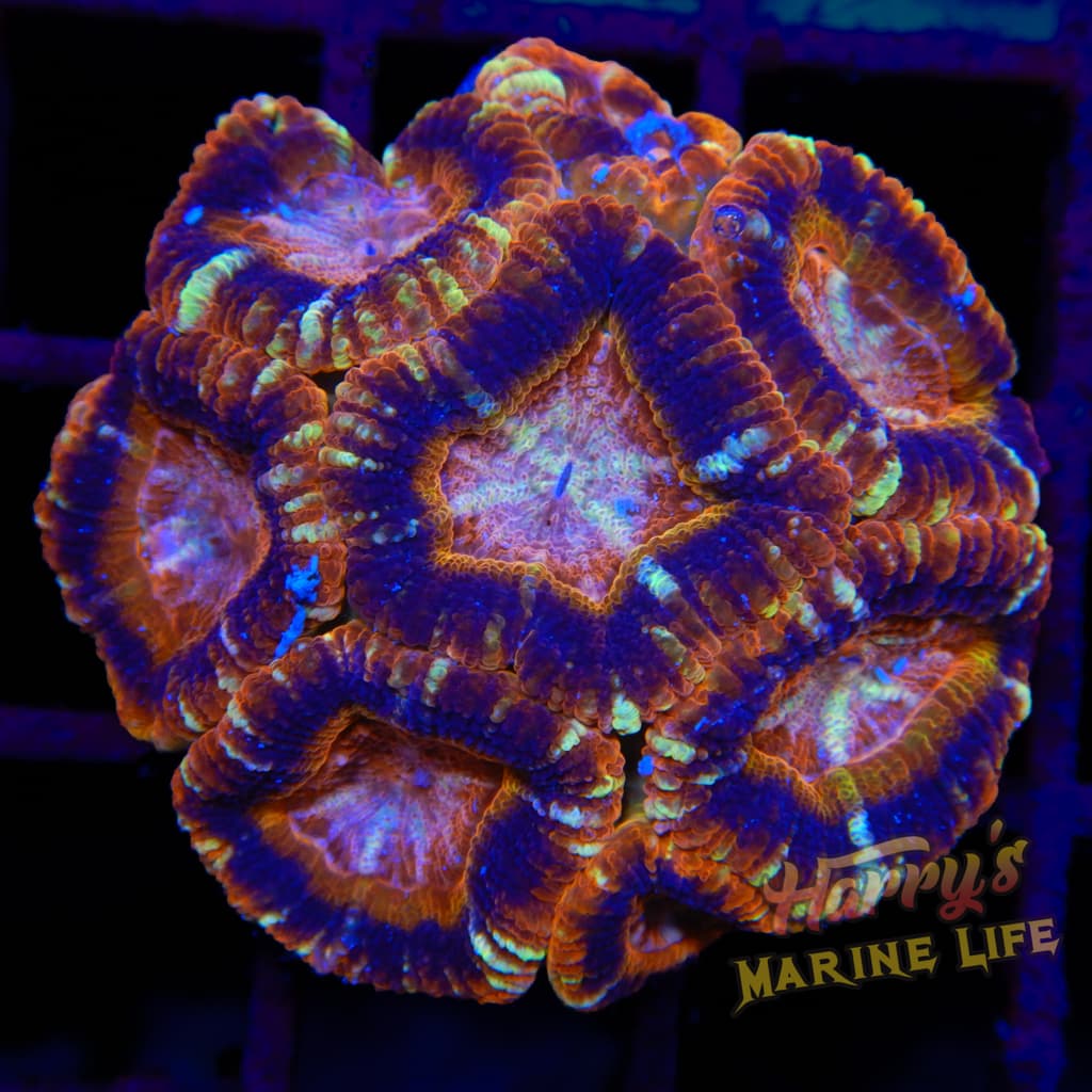Unique Asian Acan Colony 406