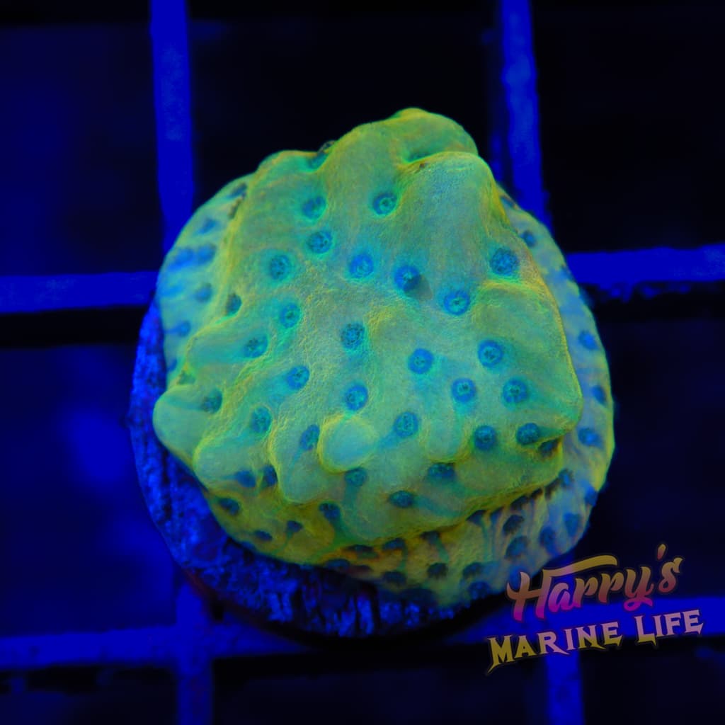 Peyote Dreams Monti 357