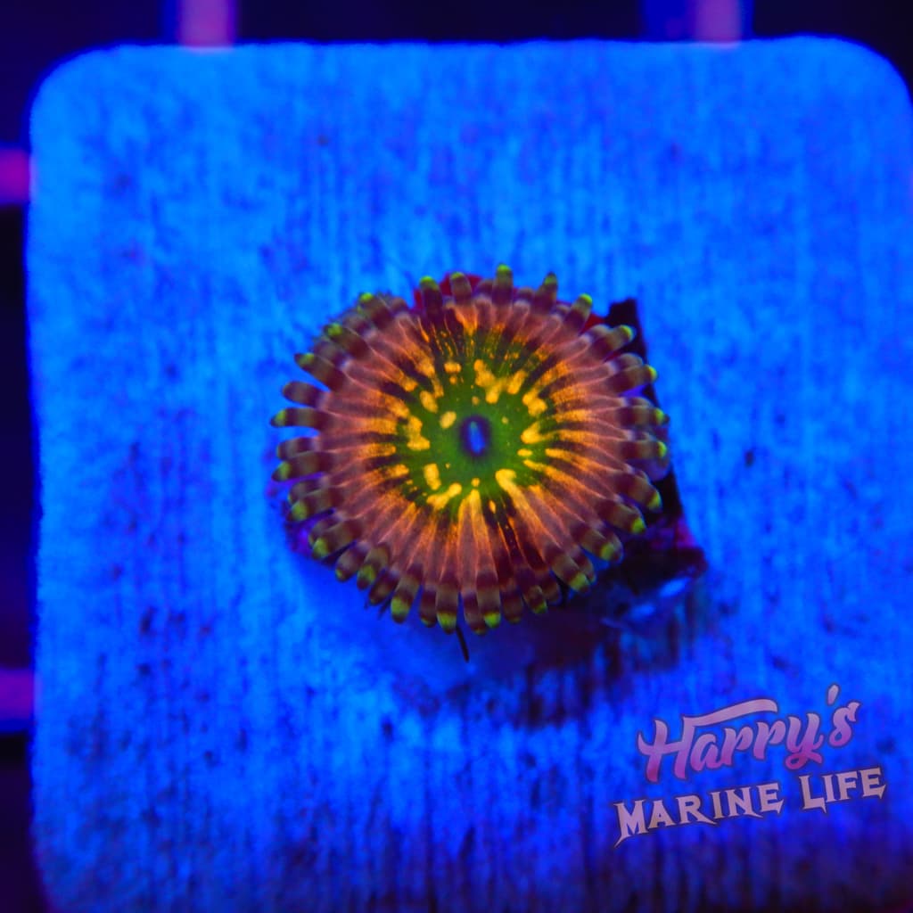 Monsters INC Zoa 526