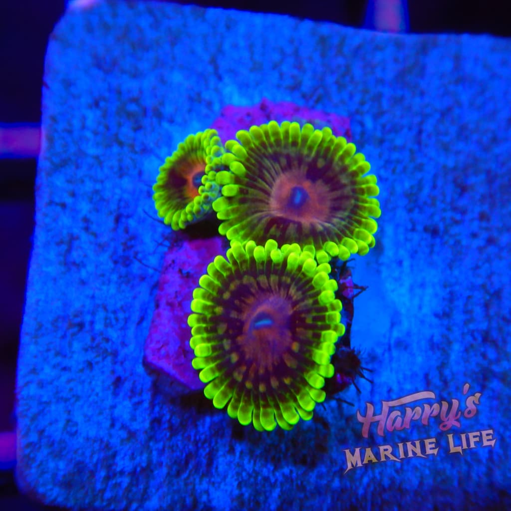 Snozberry Zoa 052