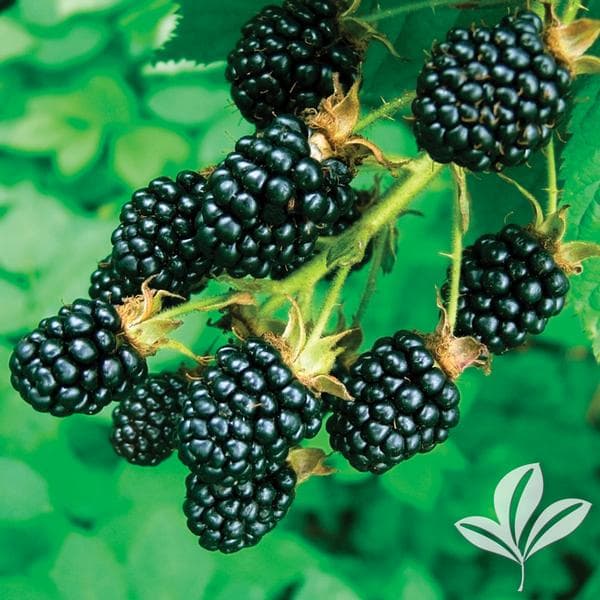 Apache Blackberry