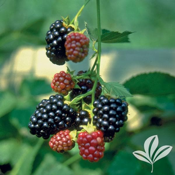 Arapaho Blackberry