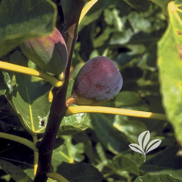 Texas Everbearing Fig