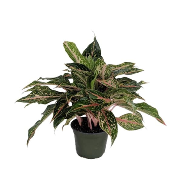 Aglaonema Sparkling Sarah 6″