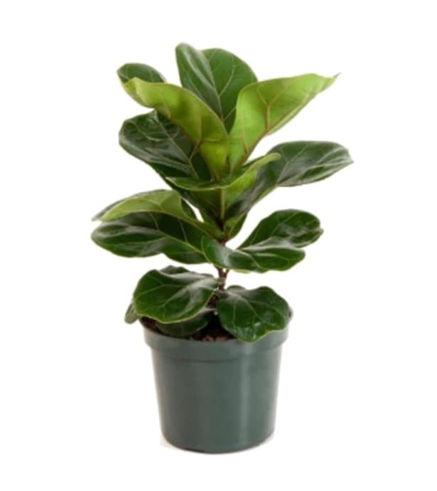Ficus Lyrata 6″