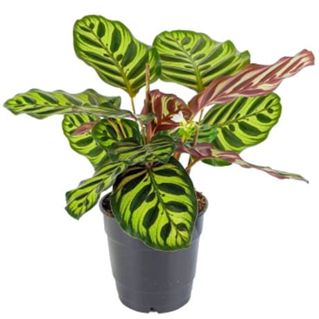 Calathea Peacock 6″