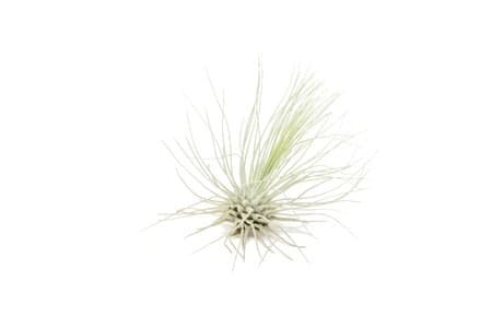 3-4″ ‘Argentea’ Air Plant