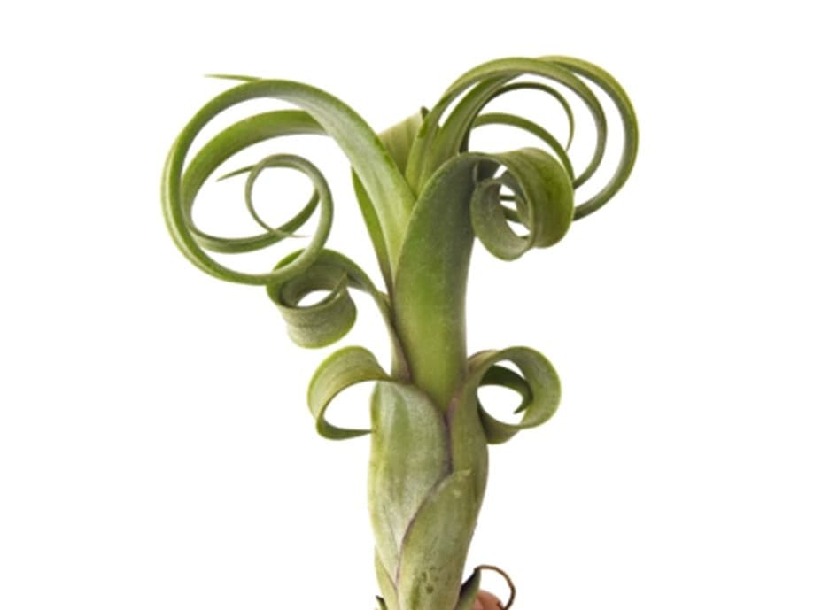 5-6″ ‘Curly Slim’ Air Plant