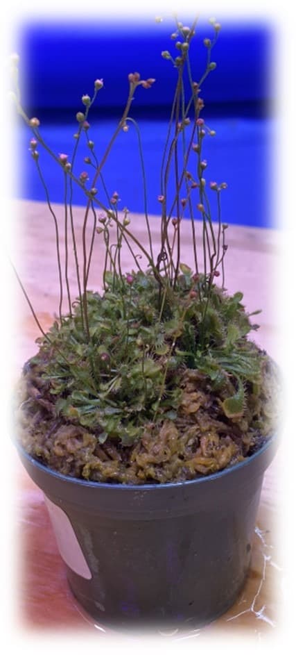 3″ Drosera “Sundew”
