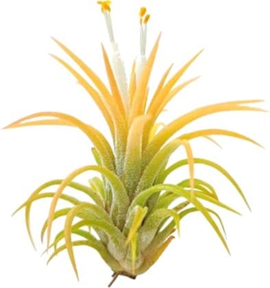 2-3″ Ionantha ‘Druid’ Air Plant