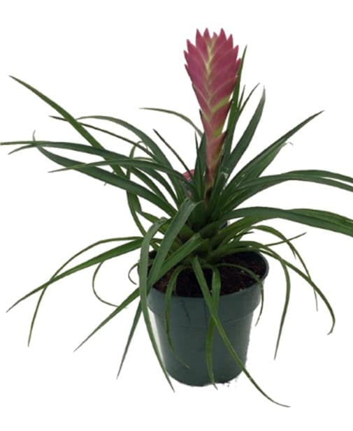 4″ Tillandsia ‘Pink Quill’ Bromeliad