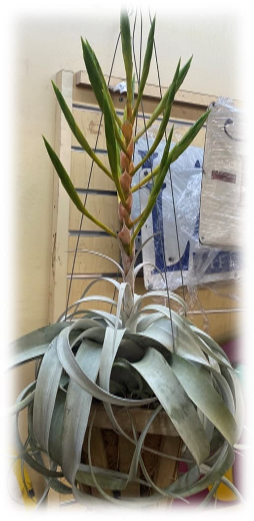 7″ Tillandsia Xerographica in Hanging Wooden Box