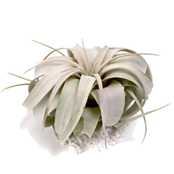 6-8″ Xerographica Air Plant