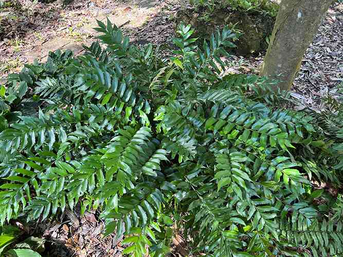 Holly Fern - thumbnail 2