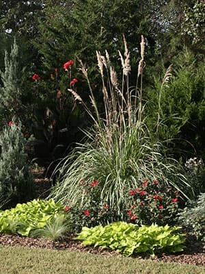 Pampas Grass