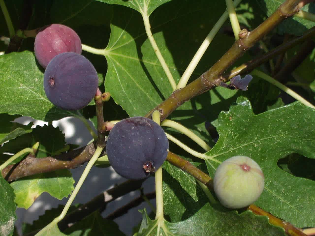 Socorro Black Fig Tree