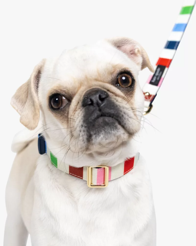 Adventure Stripe Collar S/M - thumbnail 2