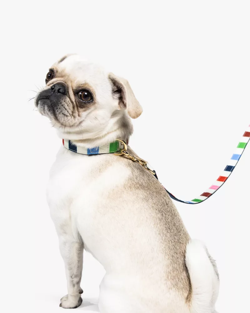Adventure Stripe Collar S/M - thumbnail 5