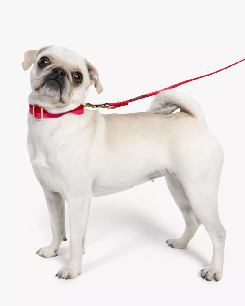 Colorblock Leash - thumbnail 2