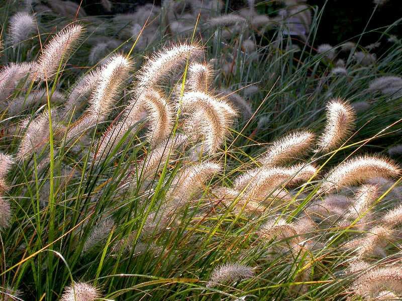 Pennisetum alopecuroides ‘Cassian’ (Fountain Grass) - thumbnail 3