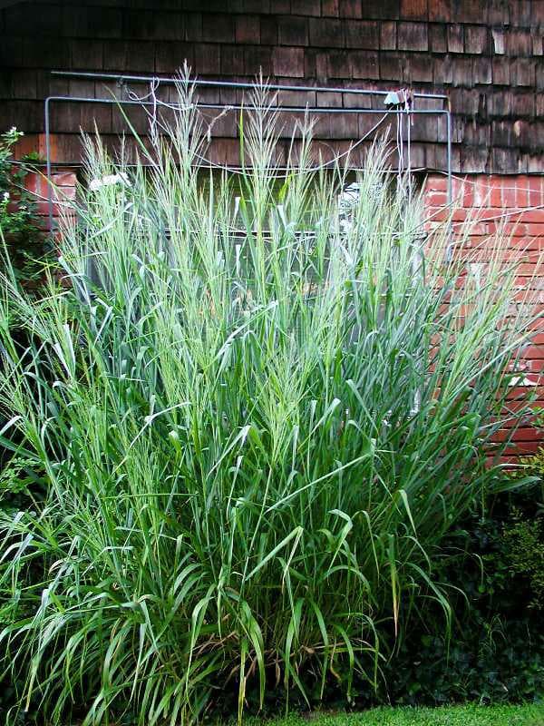 Panicum virgatum ‘Dallas Blues’ (Switchgrass) - thumbnail 2