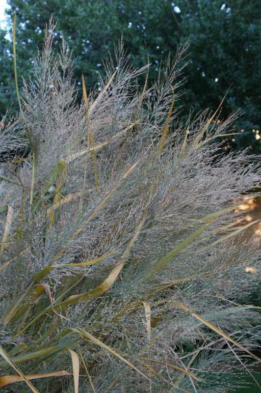 Panicum virgatum ‘Dallas Blues’ (Switchgrass) - thumbnail 3
