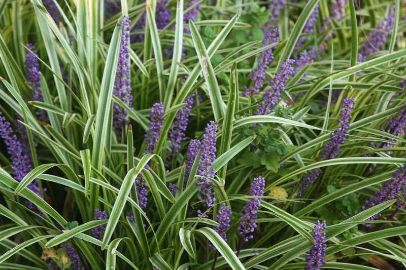 Liriope muscari ‘Variegata’ (Variegated Monkey Grass) - thumbnail 2